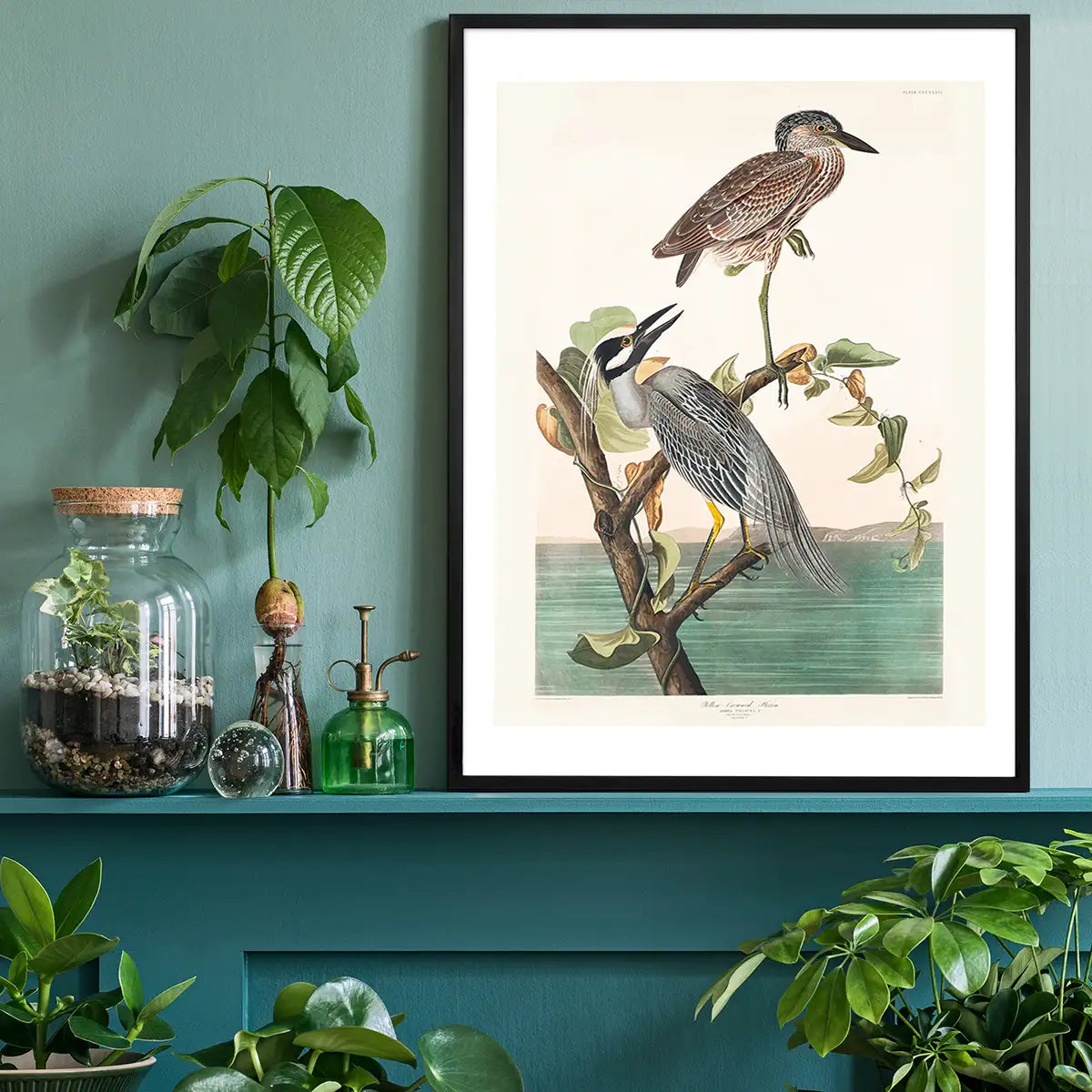 Yellow Crowned Heron Vintage Bird Print