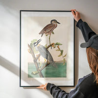 Yellow Crowned Heron Vintage Bird Print