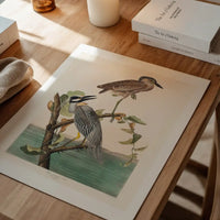 Yellow Crowned Heron Vintage Bird Print