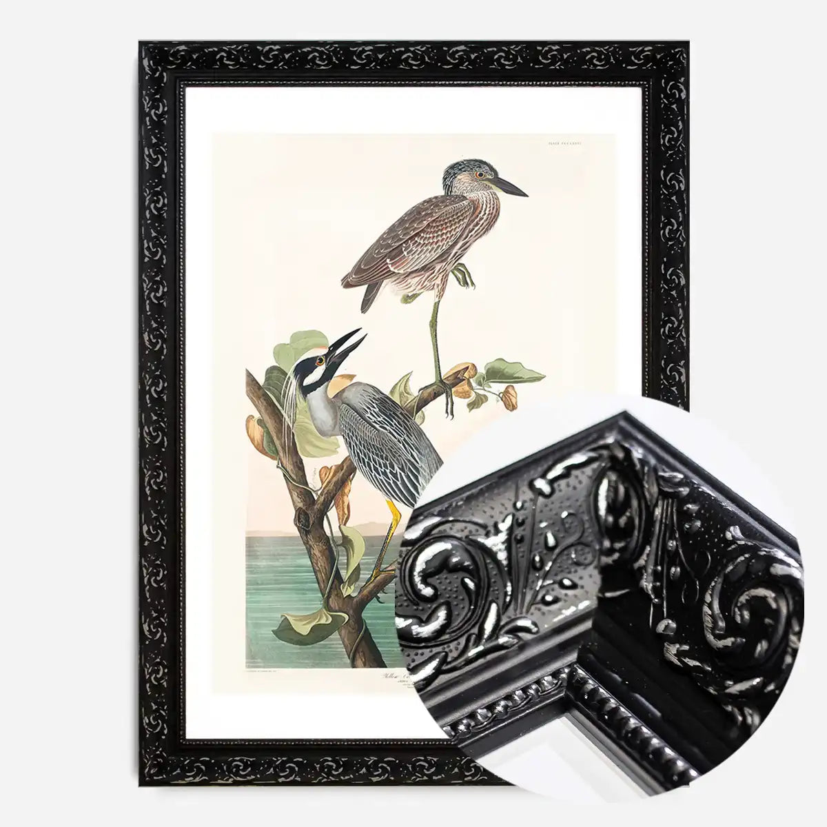 Yellow Crowned Heron Vintage Bird Print
