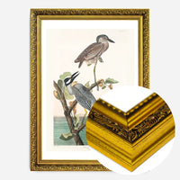 Yellow Crowned Heron Vintage Bird Print