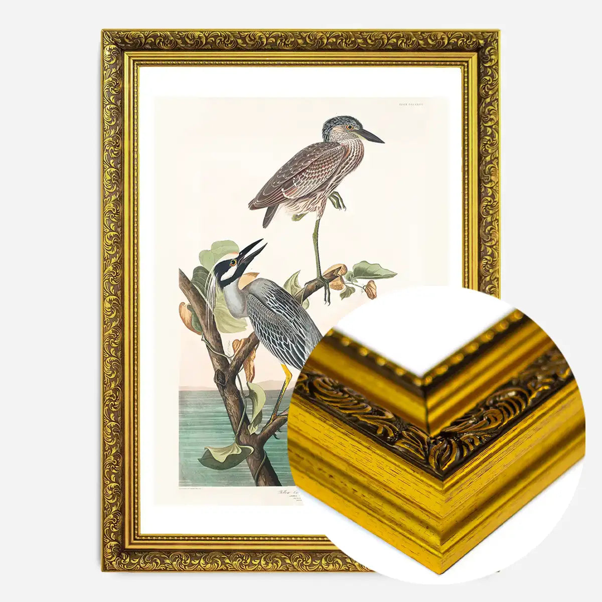 Yellow Crowned Heron Vintage Bird Print