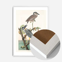 Yellow Crowned Heron Vintage Bird Print