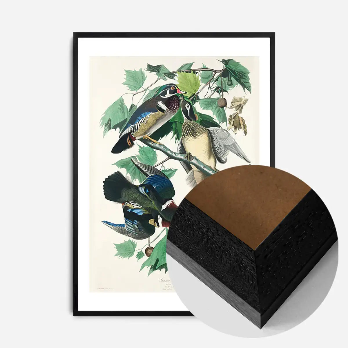 Wood Duck Vintage Bird Print