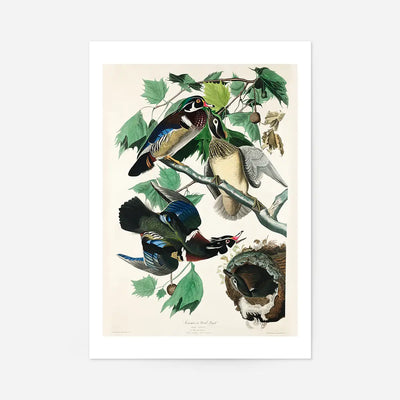 Wood Duck Vintage Bird Print
