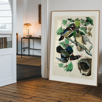 Wood Duck Vintage Bird Print