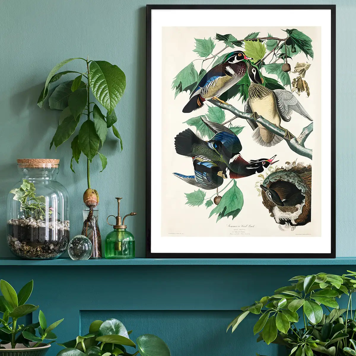 Wood Duck Vintage Bird Print