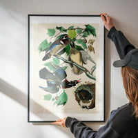 Wood Duck Vintage Bird Print
