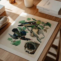 Wood Duck Vintage Bird Print