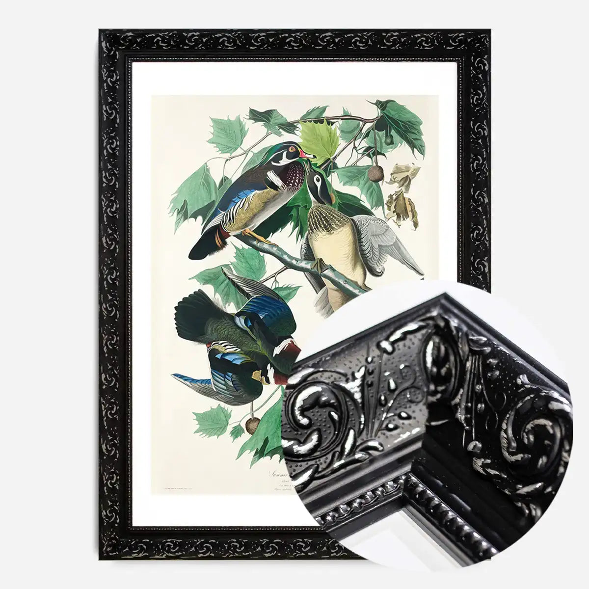 Wood Duck Vintage Bird Print
