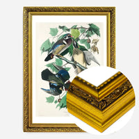 Wood Duck Vintage Bird Print