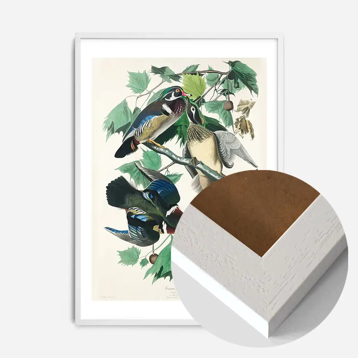 Wood Duck Vintage Bird Print