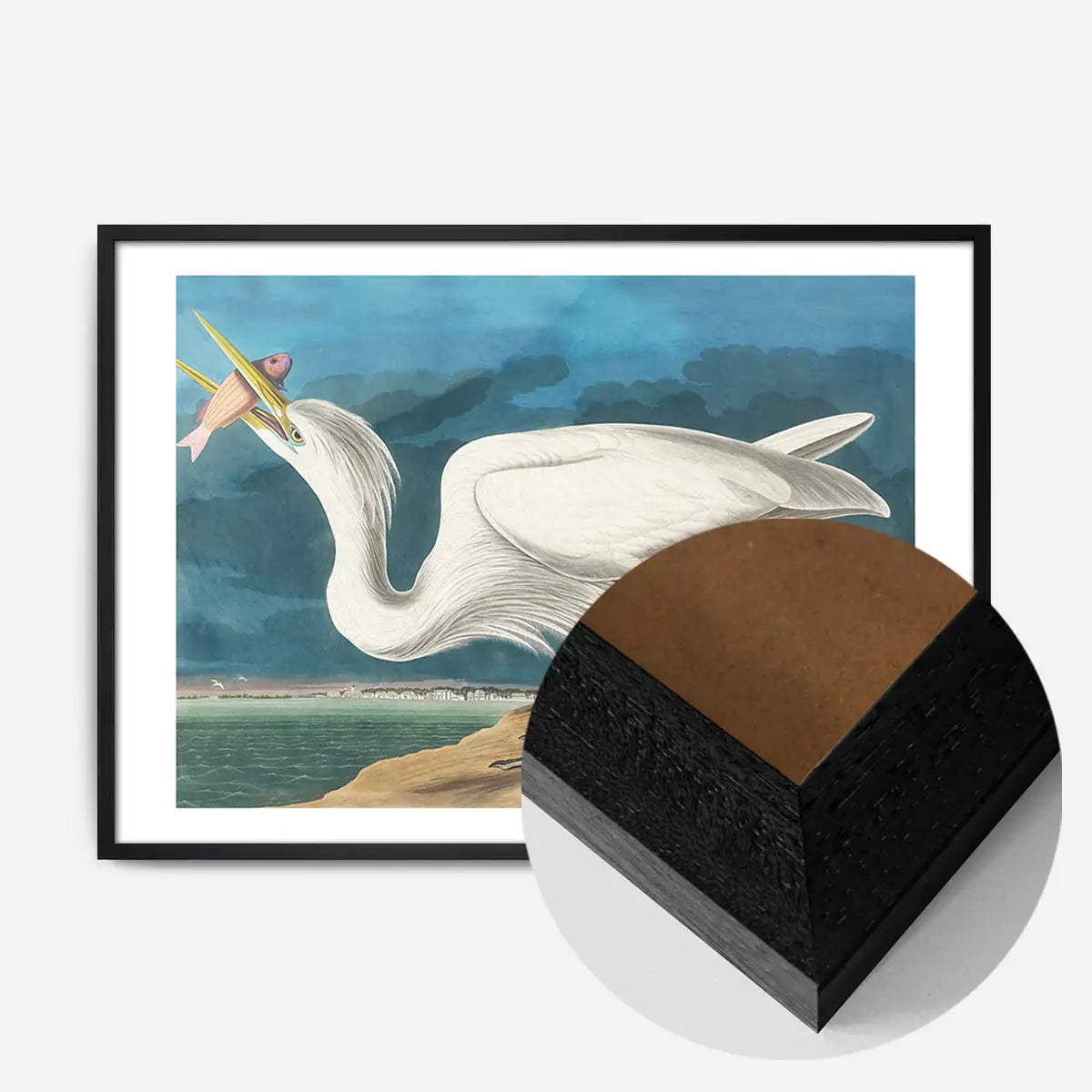 Great White Heron Vintage Bird Print