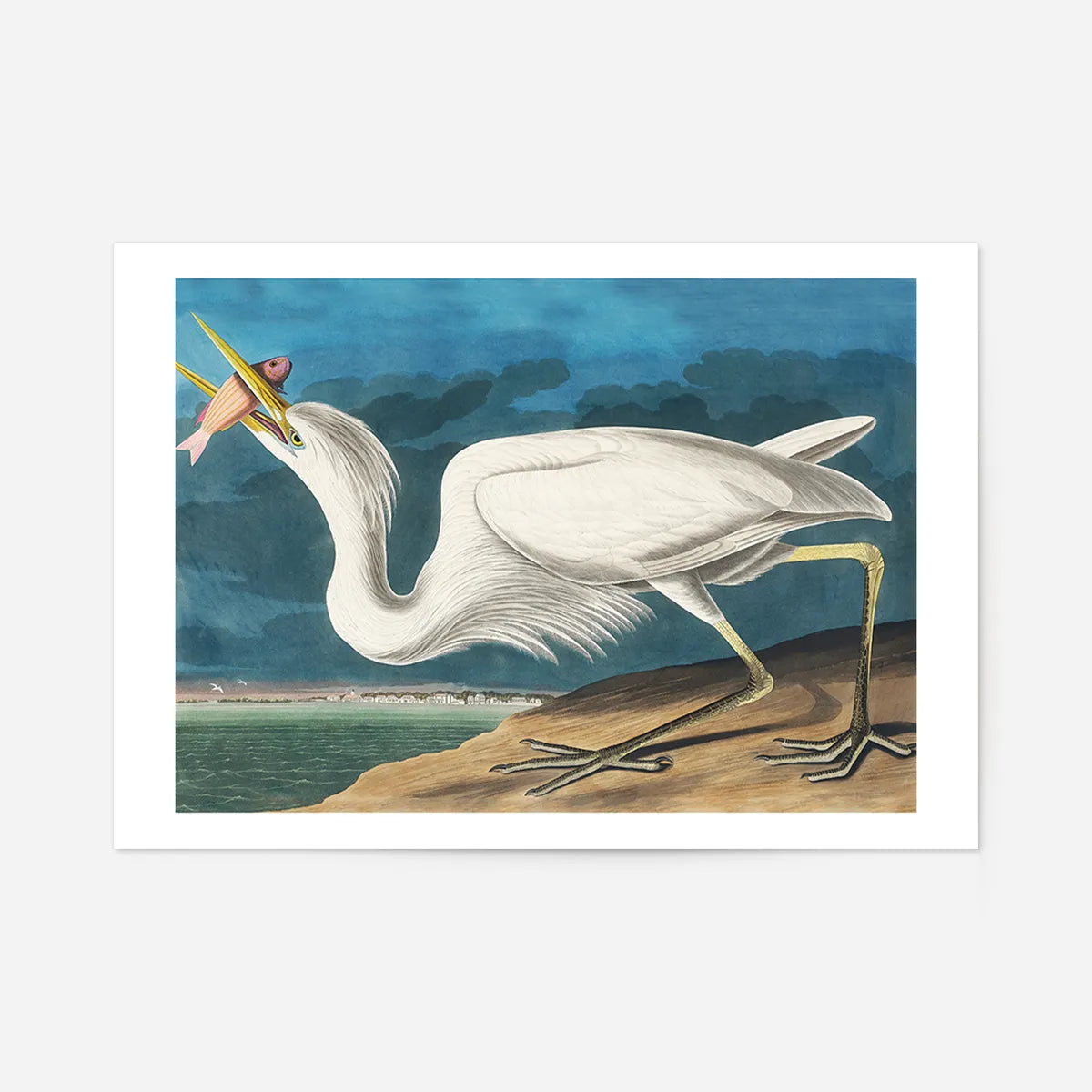 Great White Heron Vintage Bird Print