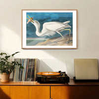 Great White Heron Vintage Bird Print