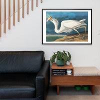Great White Heron Vintage Bird Print