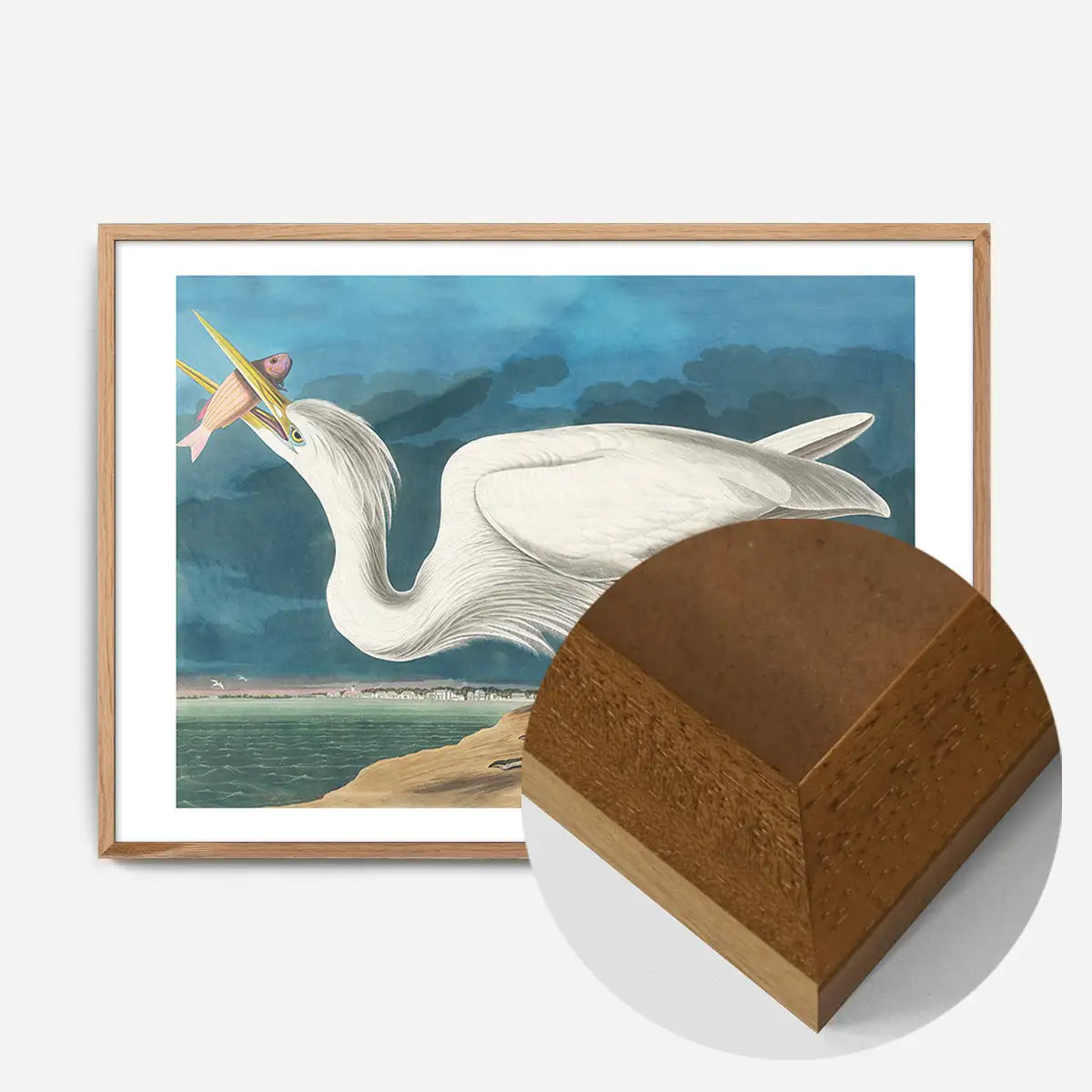Great White Heron Vintage Bird Print