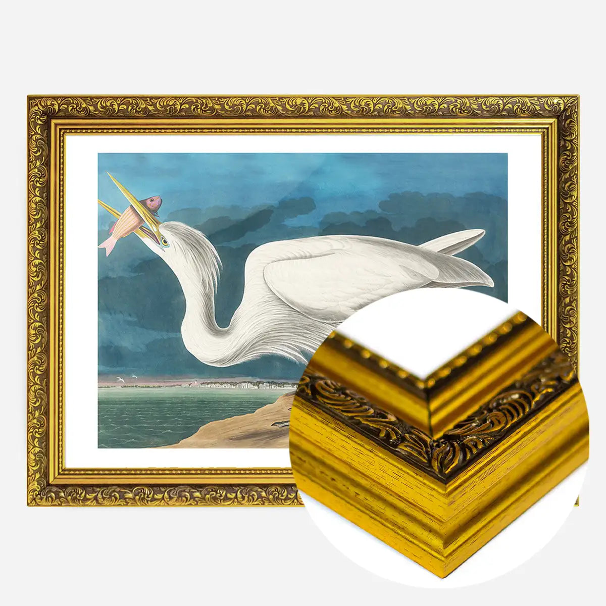Great White Heron Vintage Bird Print