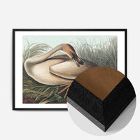 Trumpeter Swan Vintage Bird Print