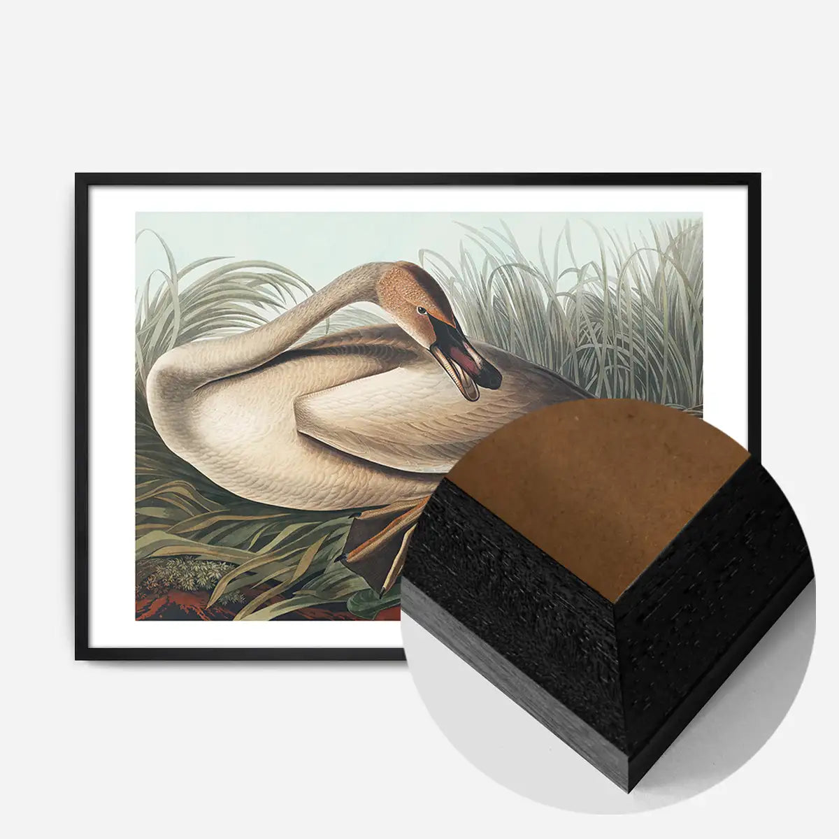 Trumpeter Swan Vintage Bird Print