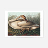 Trumpeter Swan Vintage Bird Print