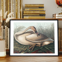 Trumpeter Swan Vintage Bird Print