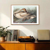 Trumpeter Swan Vintage Bird Print