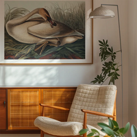 Trumpeter Swan Vintage Bird Print