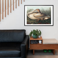 Trumpeter Swan Vintage Bird Print