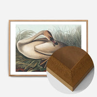Trumpeter Swan Vintage Bird Print