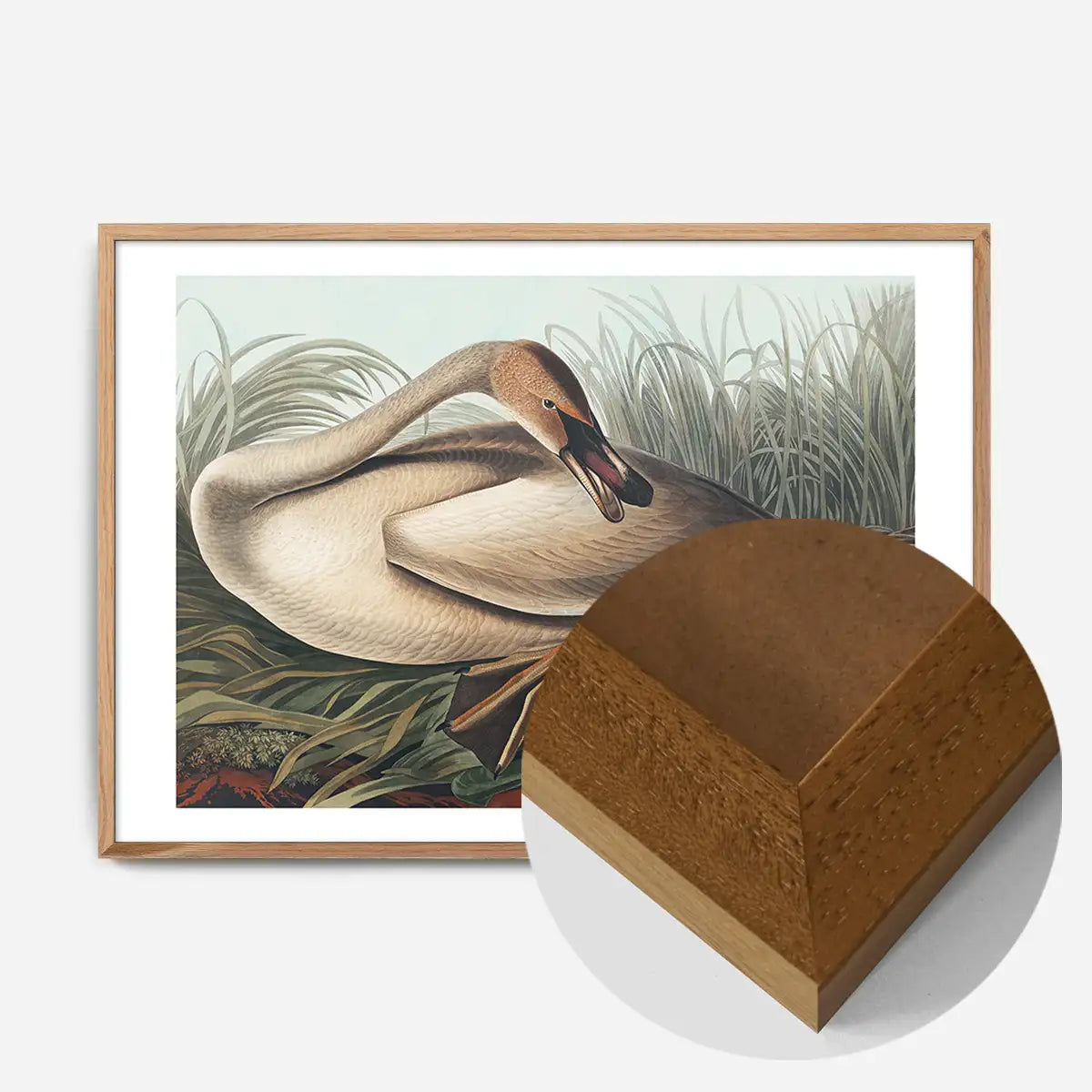 Trumpeter Swan Vintage Bird Print