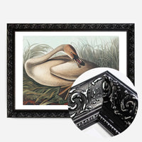 Trumpeter Swan Vintage Bird Print