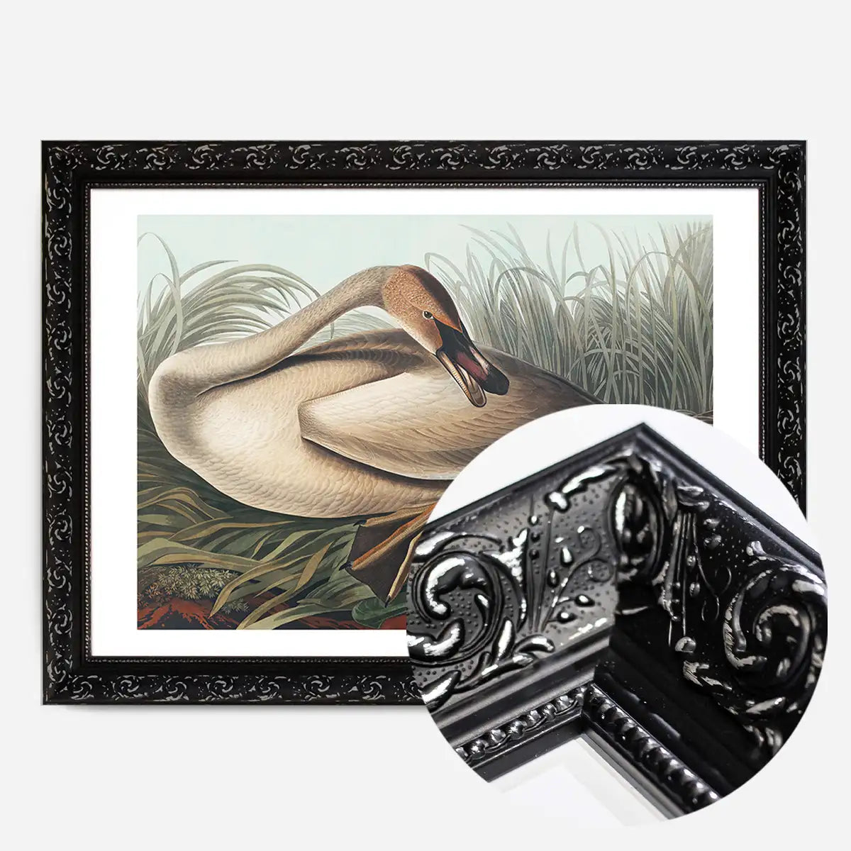 Trumpeter Swan Vintage Bird Print