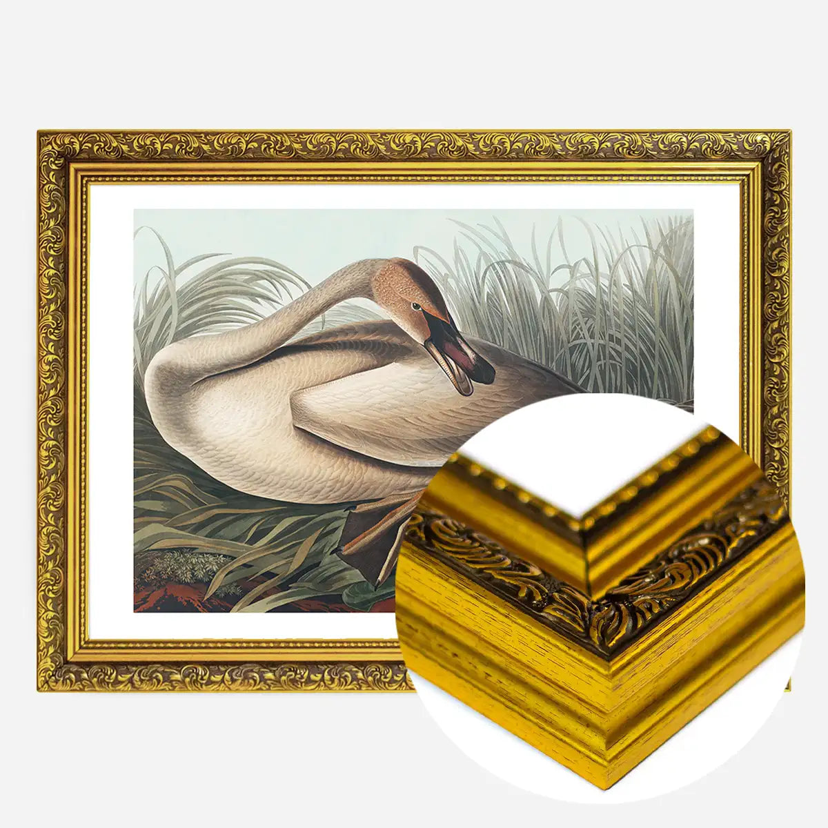 Trumpeter Swan Vintage Bird Print