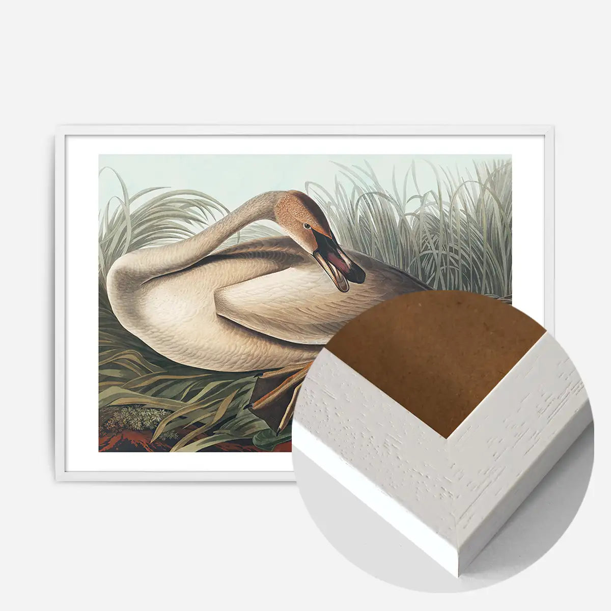 Trumpeter Swan Vintage Bird Print
