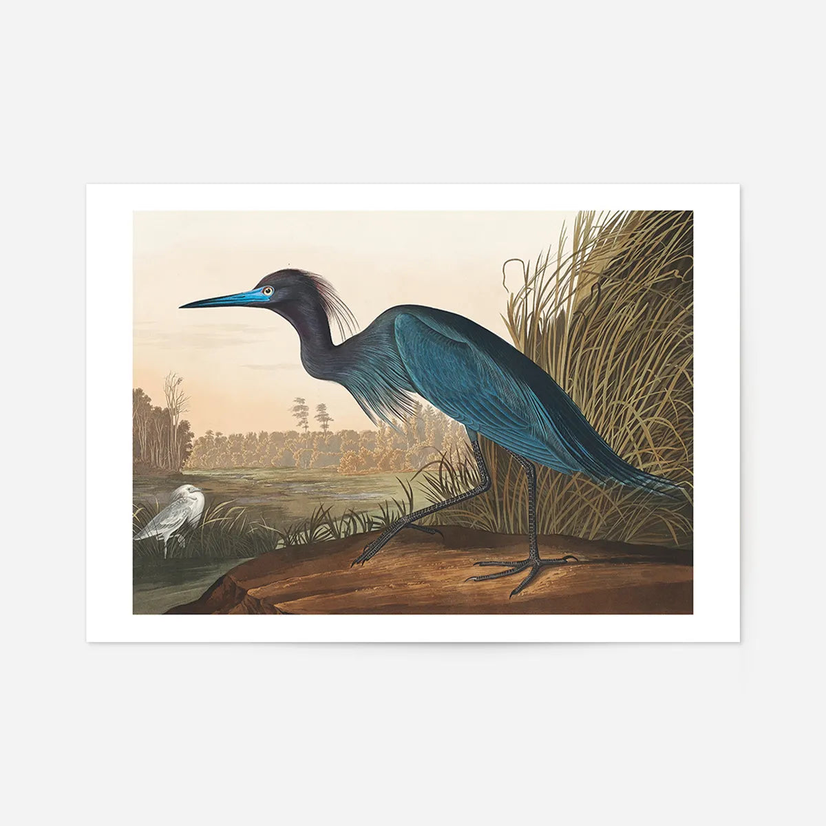 Blue Crane Vintage Bird Print