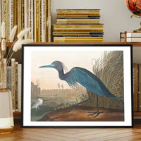 Blue Crane Vintage Bird Print