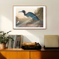 Blue Crane Vintage Bird Print