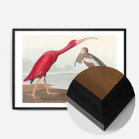 Scarlet Ibis Vintage Bird Print