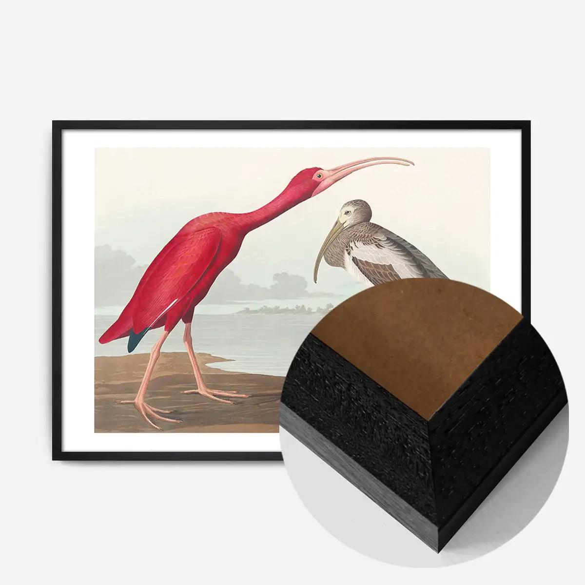 Scarlet Ibis Vintage Bird Print