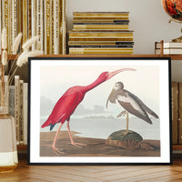 Scarlet Ibis Vintage Bird Print