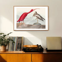 Scarlet Ibis Vintage Bird Print