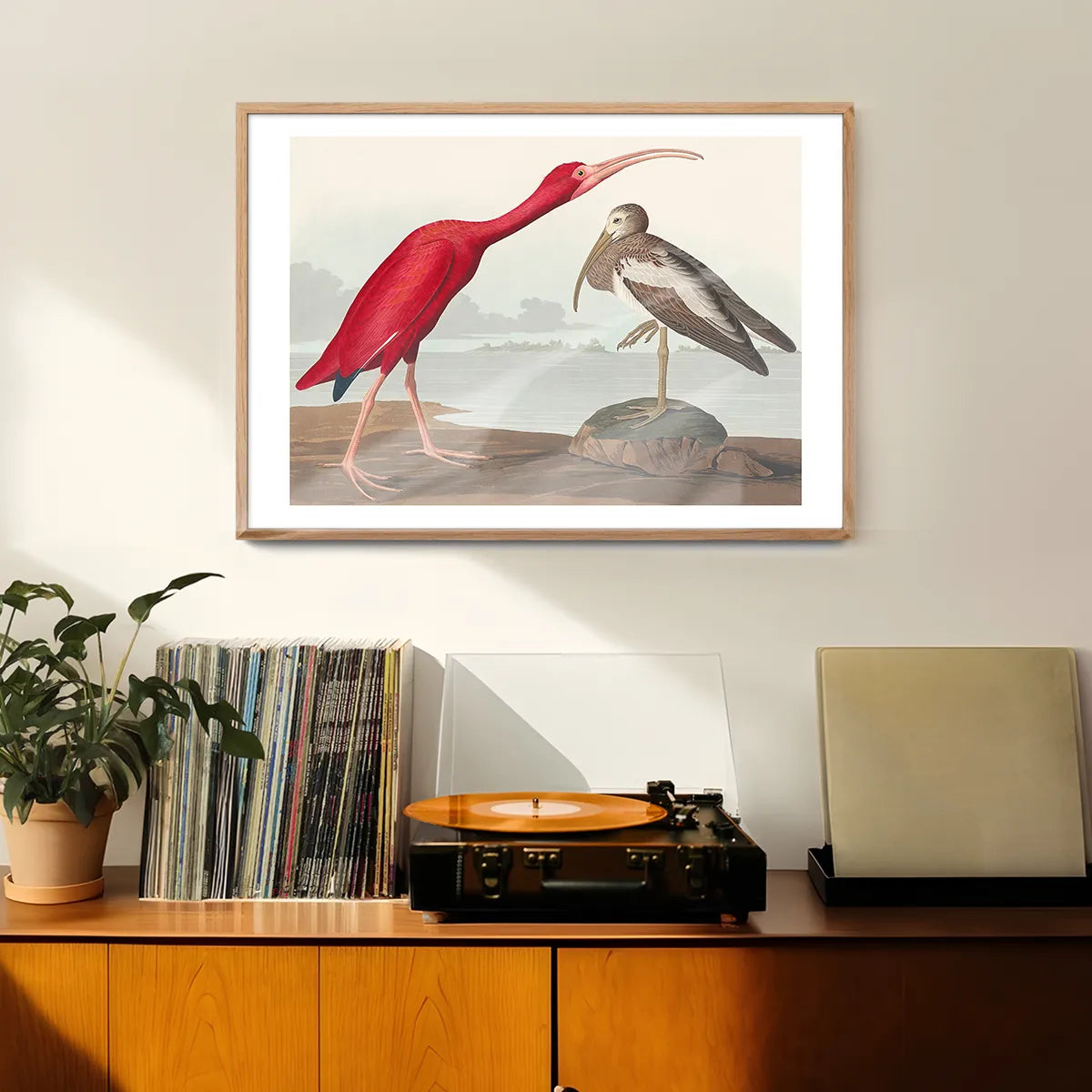 Scarlet Ibis Vintage Bird Print