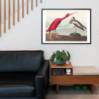 Scarlet Ibis Vintage Bird Print