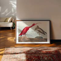 Scarlet Ibis Vintage Bird Print