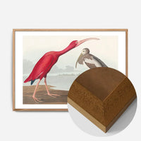 Scarlet Ibis Vintage Bird Print