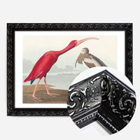 Scarlet Ibis Vintage Bird Print