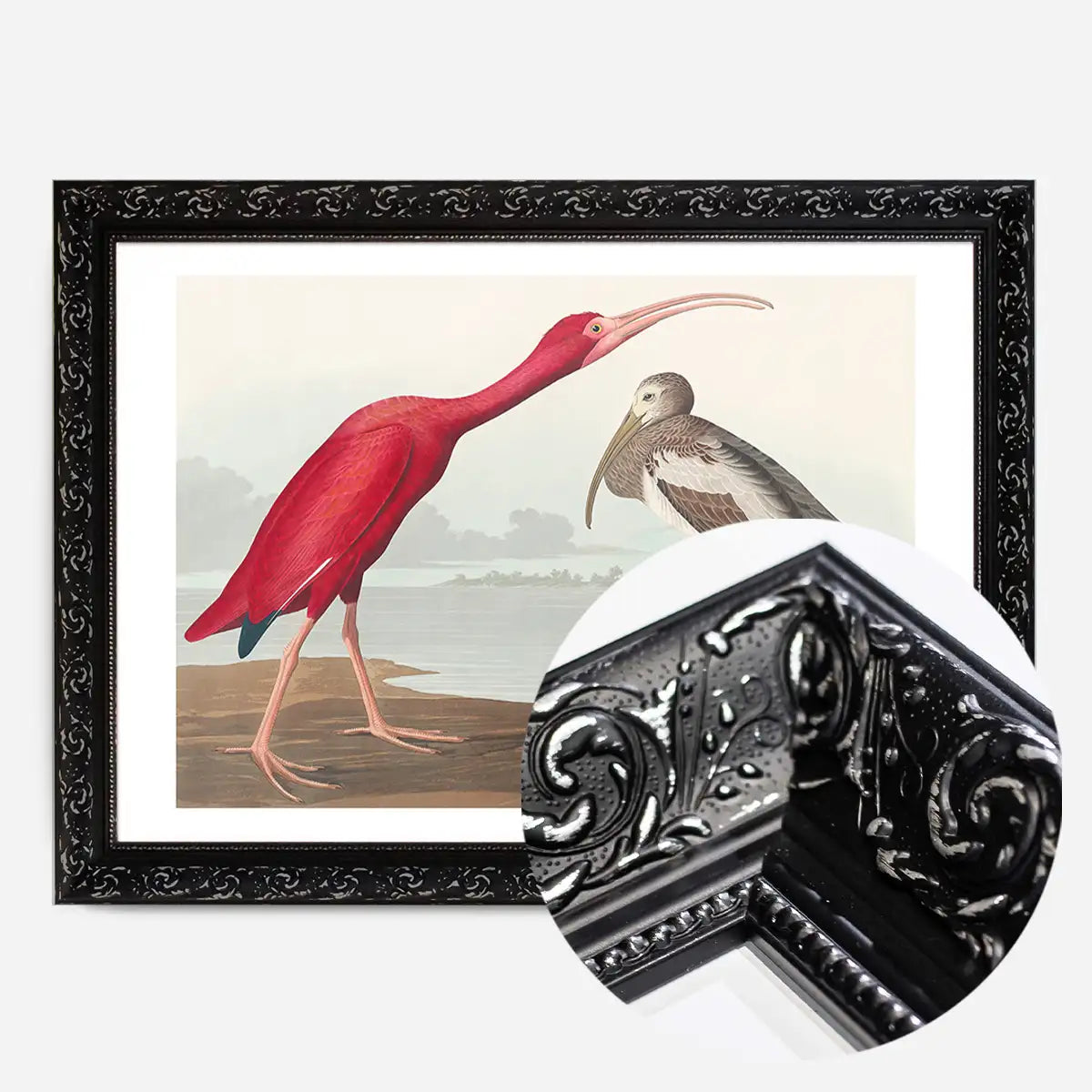 Scarlet Ibis Vintage Bird Print