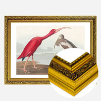 Scarlet Ibis Vintage Bird Print