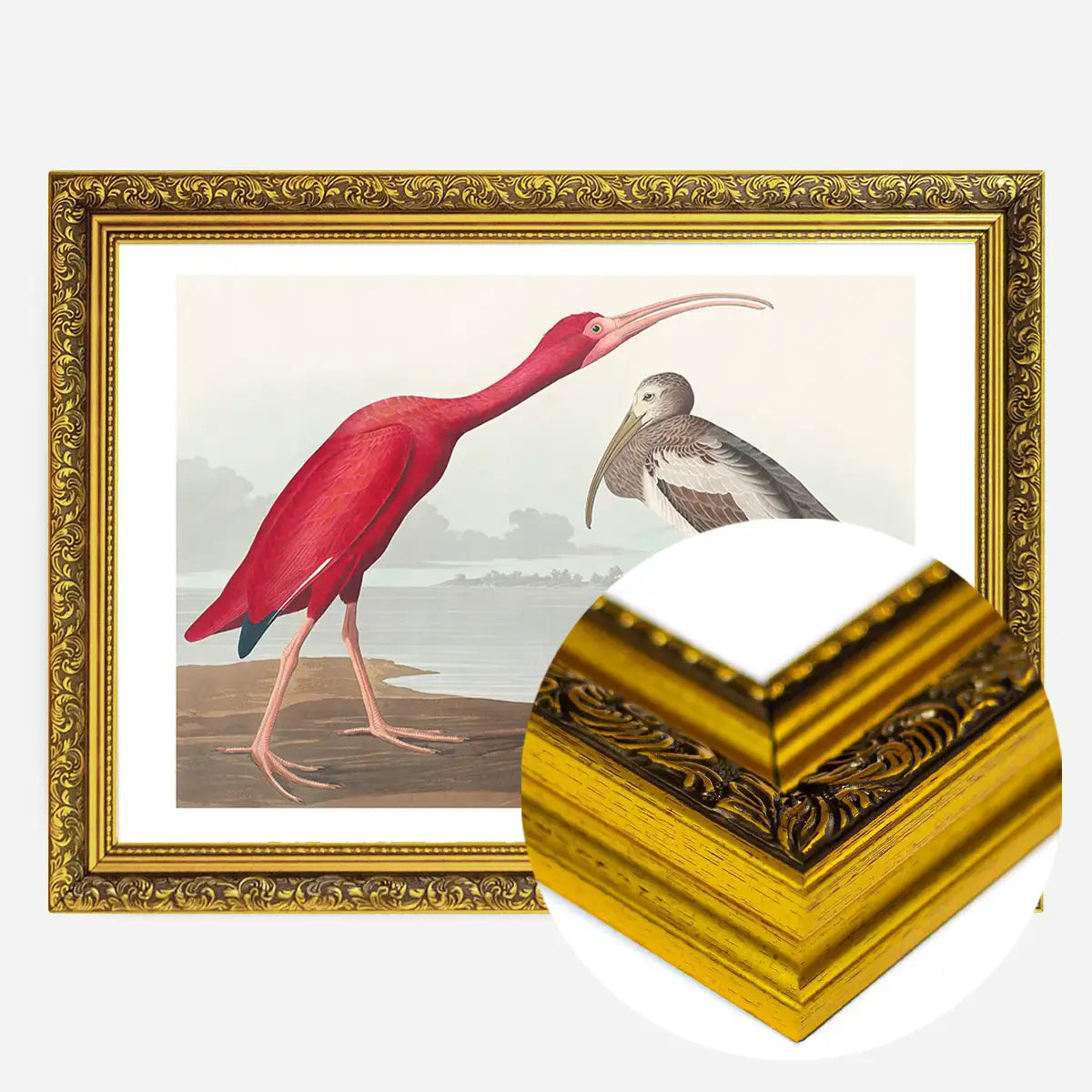 Scarlet Ibis Vintage Bird Print